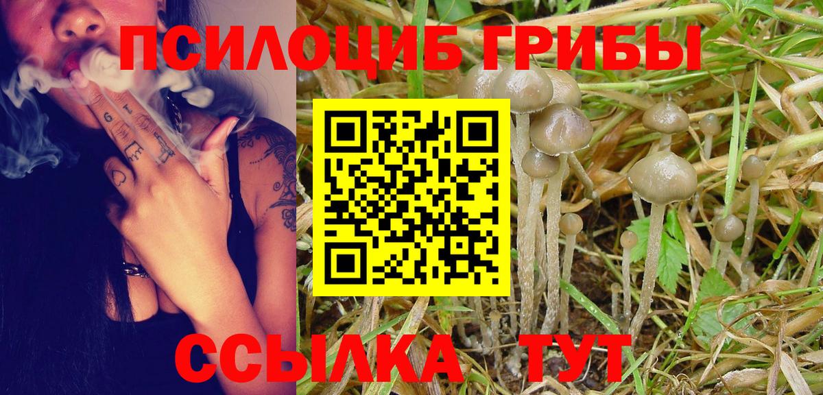 Псилоцибиновые грибы Psilocybine cubensis Донской